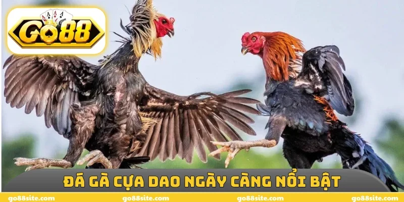 Đá gà cựa dao ngày càng nổi bật