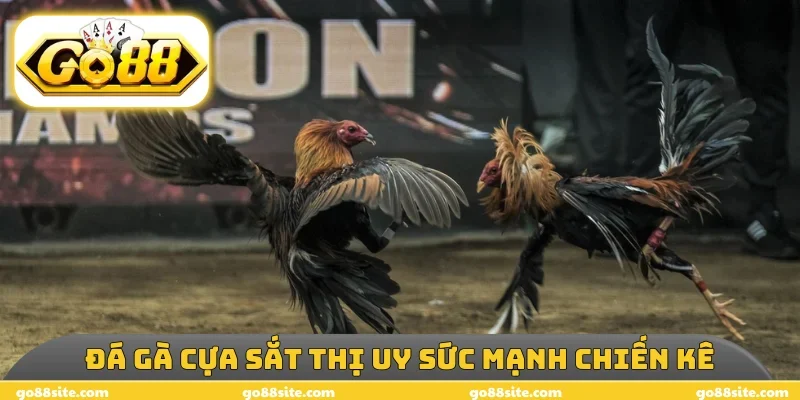 Đá gà cựa sắt thị uy sức mạnh chiến kê