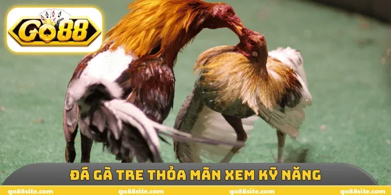 Đá gà tre thỏa mãn xem kỹ năng