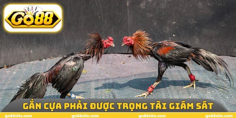 Gắn cựa phải được trọng tài giám sát