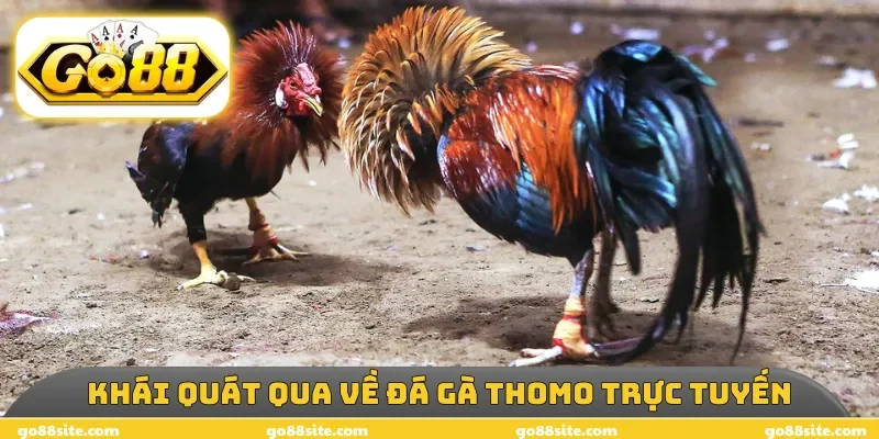 Khái quát qua về đá gà Thomo trực tuyến
